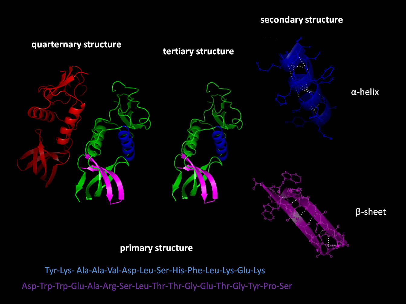Protein Folding to be Featured at BBC Proms | SOSCC